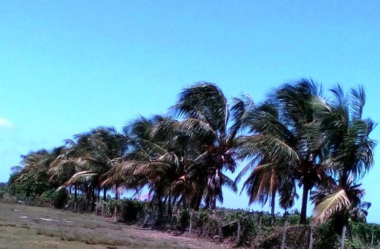 Vandalism of Coconut Trees at Hope Estate worrying -Minister Holder 