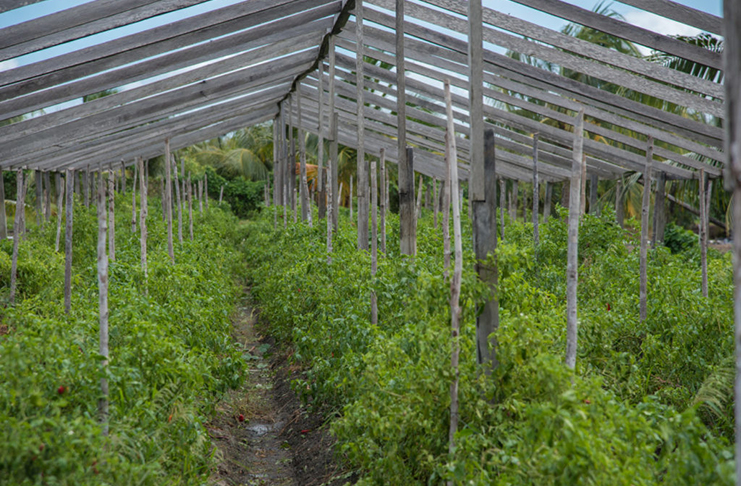 Hope Estate’s breakthrough