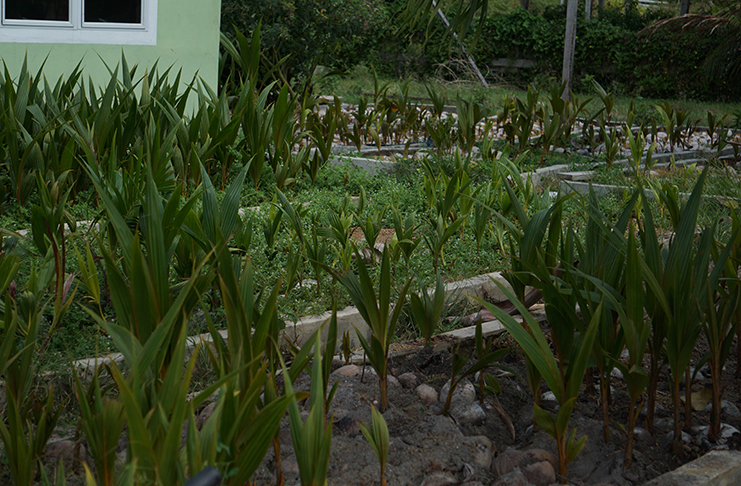 ‘Hope Estate’ working toward sustainability and development of the coconut industry