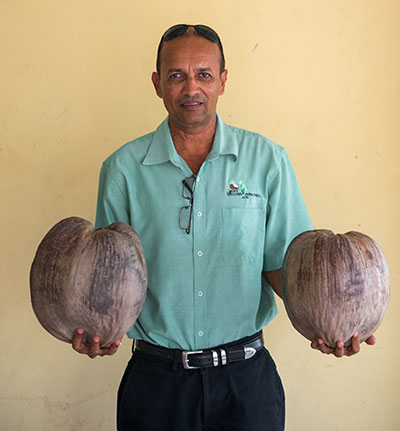 Brazilian dwarf coconut seeds: Third high-yielding batch unveiled