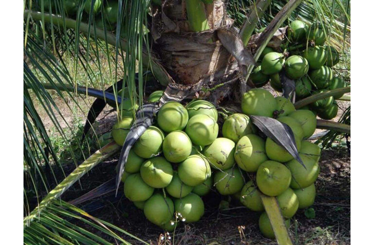 Local coconut industry gets additional boost