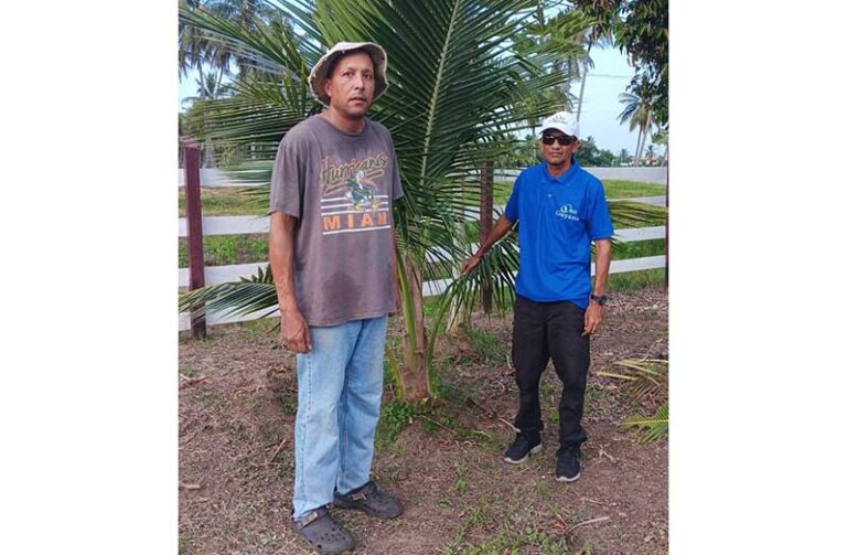 Guyana’s coconut sector flourishes: 2,000 acres to be cultivated in 2025