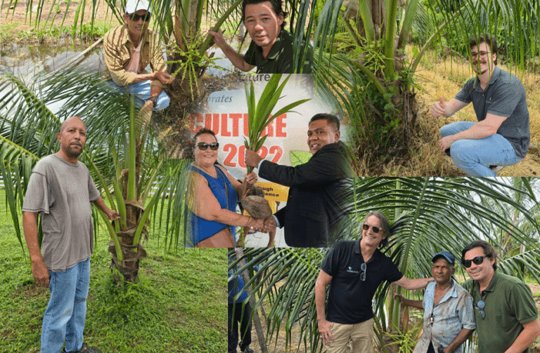 Brazilian Varieties Boost Guyana’s Coconut Sector in Major Revitalisation Drive